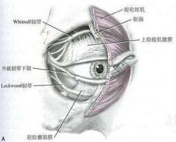 我的眼睛是不是睑下垂?到底要不要做提肌?