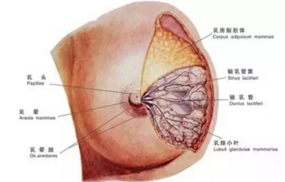隆胸后，真胸和假胸可以鉴别吗？