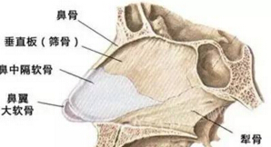 鼻整形用鼻中隔软骨没问题吗？